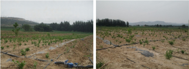 <i>第十三座“科勒林”种植成果</i> https://files.kohler.com.cn/images/news-center/2024070401/2.jpg