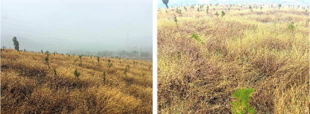 <i>第十四座“科勒林”共同构建当地防护林体系</i> https://files.kohler.com.cn/images/news-center/2024121001/2.jpg